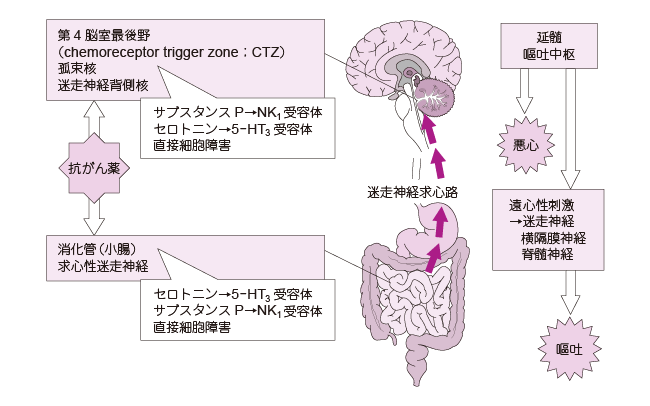 図1 抗がん薬による悪心・嘔吐のメカニズム